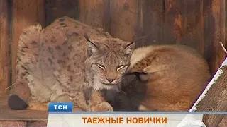 В Пермь из новосибирского зоопарка привезли двух рысей и харзу