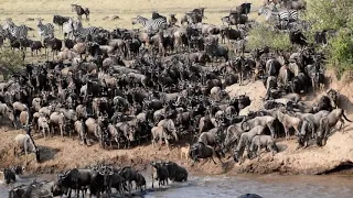 The great wildebeest migration.