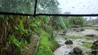 Heavy Rain Walking in a Beautiful Rice Fields | Indonesian Rural Life