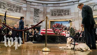 Bush's service dog Sully visits his coffin at the Capitol