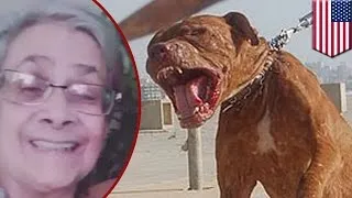 Vicious pitbull attack: Grandmother mauled to death by family dog in Detroit home - TomoNews