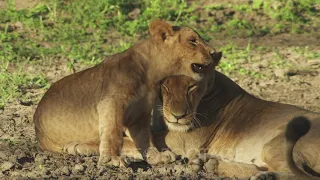 Lioness resting with cubs in the dirt; cub rubs head with Lioness