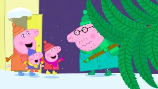 Peppa Picks A Christmas Tree! 🎄 | Peppa Pig Official Full Episodes