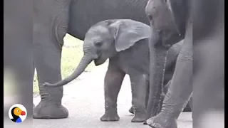 Baby Elephant Discovers His Trunk | The Dodo