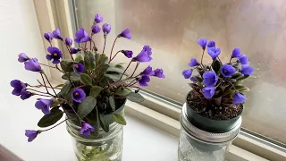 African Violets - 2 Bells Miniatures - Vallarta Campanas Moradas & Rob's Twinkle Blue