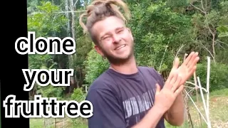 How to clone a tree/layering/ground method Mulberry tree clones🌳