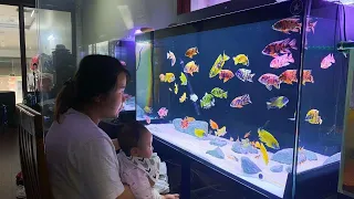 Relaxing Aquarium With 5 Beautiful Super African Cichlids Tank