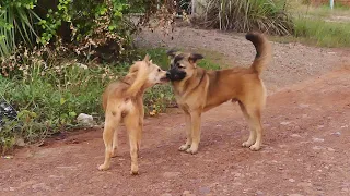 Bella enjoys her life with her young male dog || # 1549 Nature Show