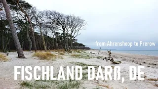 Fischland Darß / Hiking - from Ahrenshoop to Prerow / Weststrand / Lighthouse / Moor /Cafe Teeschale