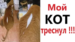 Приколы - мемы - МОЙ КОТ ТРЕСНУЛ!!! Смешные видео - Доми шоу!