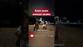 Какие тюркские языки вы можете понять?