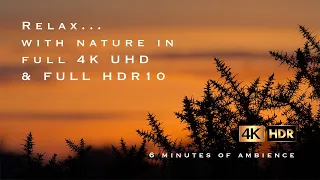 Watch birds relax by the river in 4K FULL HDR