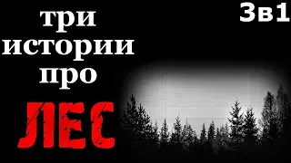 Истории на ночь (3в1): 1.Поохотились, 2.Треск тополей, 3.Шутник