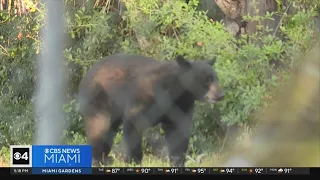 Black bear relocated after being spotted in downtown Fort Myers