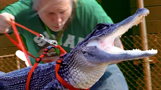 TAKING MY PET BLACK ALLIGATOR FOR A WALK ON A LEASE OUTSIDE!! | BRIAN BARCZYK