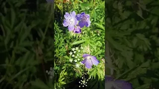 Герань луговая. 🌺