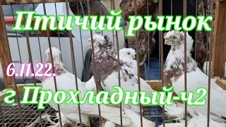 Pigeons prices Bird market Prokhladny-ch2