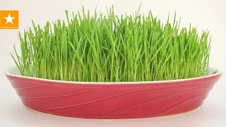 Пророщенная пшеница - зеленая лужайка в домашних условиях. HOW TO GROW WHEATGRASS