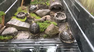 Waterland Turtle tub (Land enclosure + water enclosure) for Cuora Flavomarginata update