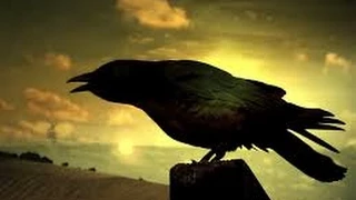 Crows Smarter Than You Think(full documentary)HD