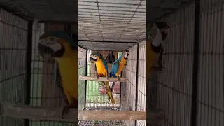 blue yellow macaw breeding pair Karachi...