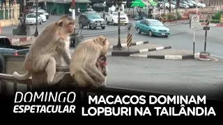 Macacos dominam cidade de Lopburi, na Tailândia