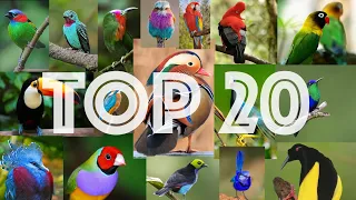 Top 20 aves mas hermosas del mundo