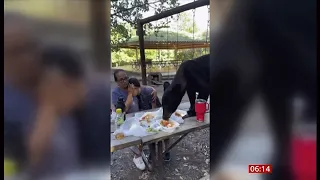 Black bear gate crashes picnic leaving onlookers frozen (Mexico) - 27/Sep/2023