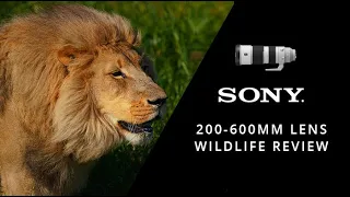 Sony 200-600mm Lens Review | Sony FE 200-600mm F/5.6-6.3 G OSS | Orms Gear Review