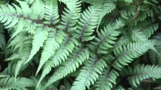 Gardening in the Zone: Japanese Painted Fern