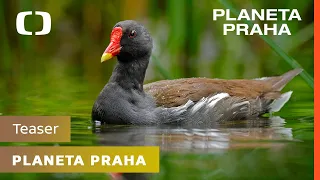 Planeta Praha | Teaser