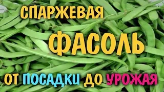 Спаржевая вьющаяся фасоль  Весь цикл.  Замораживаем спаржевую фасоль. Вкусно, экономно  и полезно