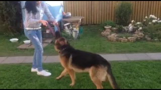 Девушка играет с большой собакой