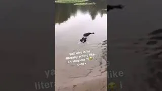 Dog thinks it’s an alligator