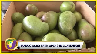 Mango Agro Park Opens in Clarendon | TVJ News