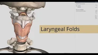 Laryngeal Folds | Anatomy Of Larynx