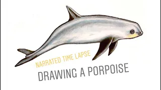 Drawing a vaquita porpoise | narrated time lapse