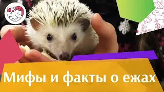 5 самых популярных мифов о ежах на ilikepet