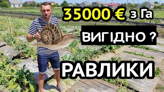 Соняшник НЕ треба! Равликова ферма дає до 35000€ з га. Бізнес малого фермера.