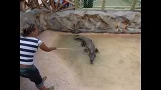 кубинский крокодил