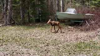 Moose calf enounter, part 2. Hear it crying out for its mother!