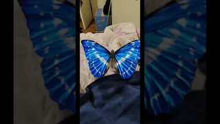 Google 3D: Amazing Morpho Flying In Bedroom