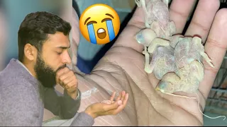 Java k sary bchy mar gaye😭| white java k chicks mar gaye