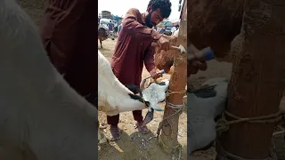 amazing cow🤔 horn trimming