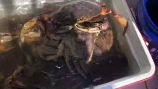 Catching so many  Dungeness  Crabs our cooler are so full!