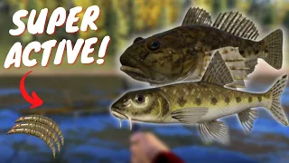 SUPER ACTIVE SIBERIAN SCULPIN & SIBERIAN GUDGEON SPOT IN TUNGUSKA RIVER! #415 Russian fishing 4