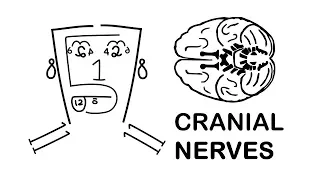 CRANIAL NERVES made easy!!