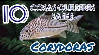 CORYDORAS ...10 cosas que debes saber.