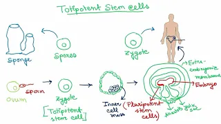 Stem Cells ( Hindi ) | Totipotent | Pluripotent | Multipotent | Oligopotent | Unipotent