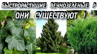 Быстрорастущие Вечнозеленые Растения - Как Создать Вечнозеленый Сад